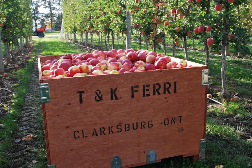 T&K Ferri Orchards